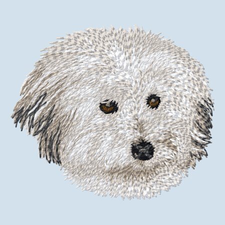 Coton de Tuléar 2