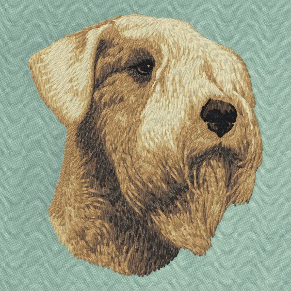 Irish soft coated wheaten teriér 4