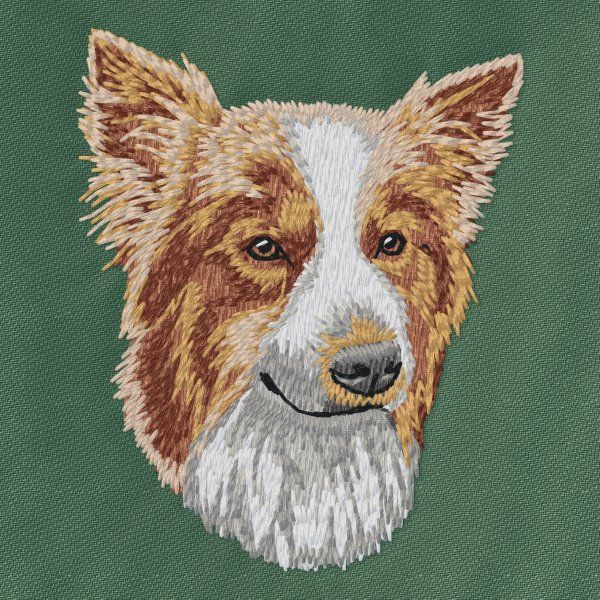 Border kolie 21