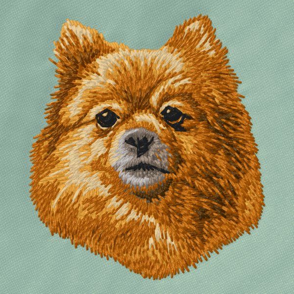 Pomeranian 10