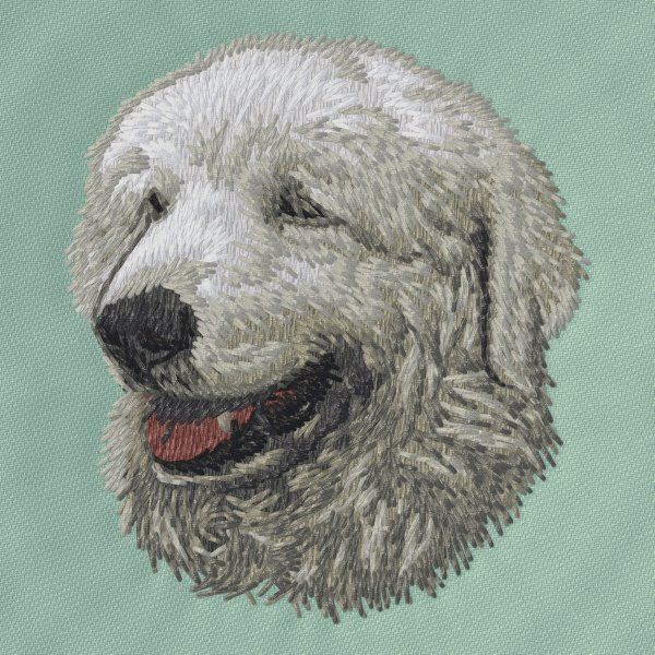 Kuvasz