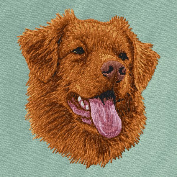 Nova Scotia Duck Tolling Retriever 13