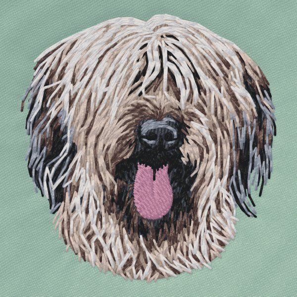 Briard 3