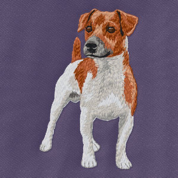 Jack Russell teriér 14