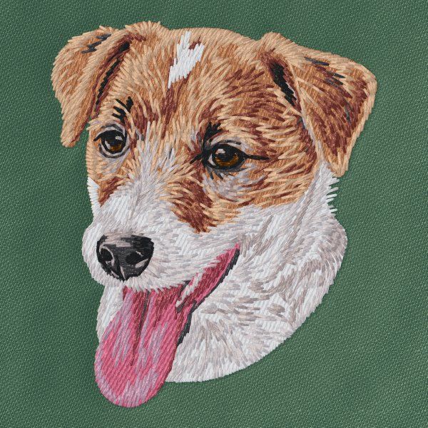 Jack Russell teriér 13