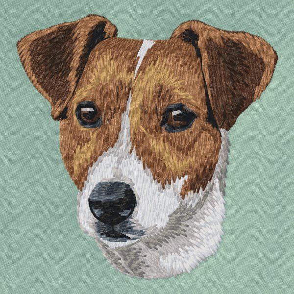 Jack Russell teriér 12