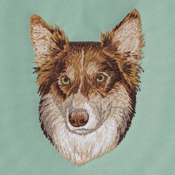 Border kolie 15