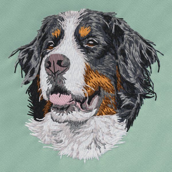 Berner Sennenhund 14