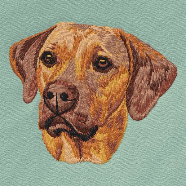 Rhodesian Ridgeback 6