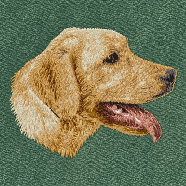 Labrador Retriever 34