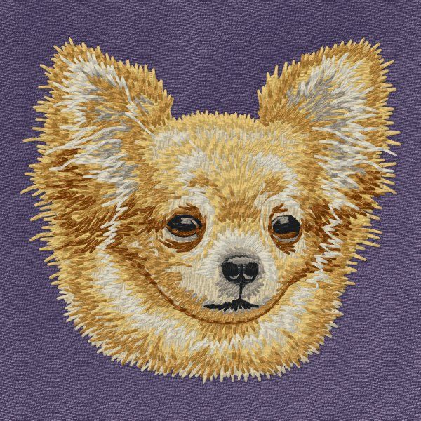 Chihuahua 23
