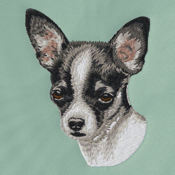 Chihuahua 22