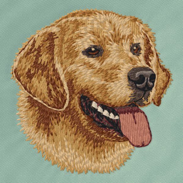 Golden Retriever 17