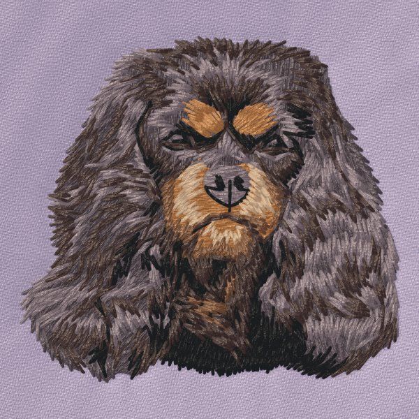 Cavalier King Charles Spaniel 15