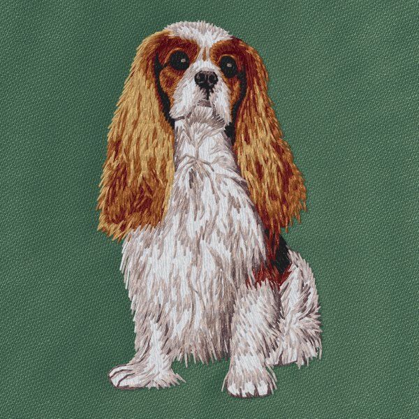 Kavalír king Charles španěl 13