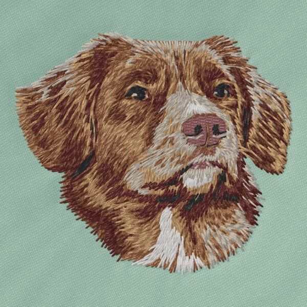 Nova Scotia Duck Tolling Retriever 8