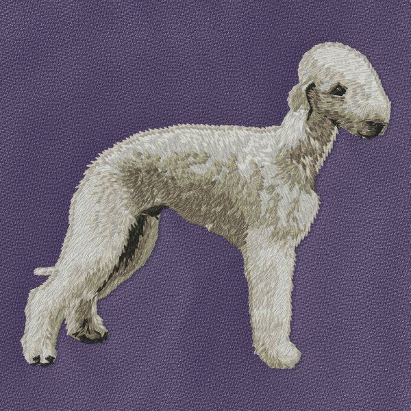 Bedlington teriér 4