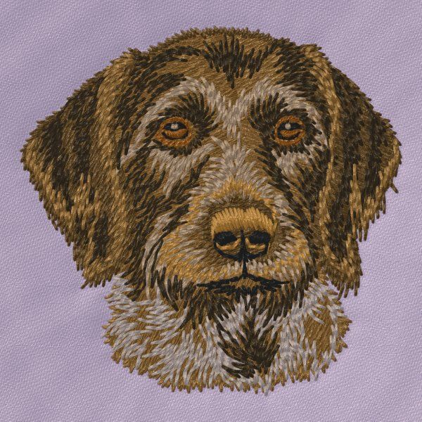 German Wirehaired Pointer 2