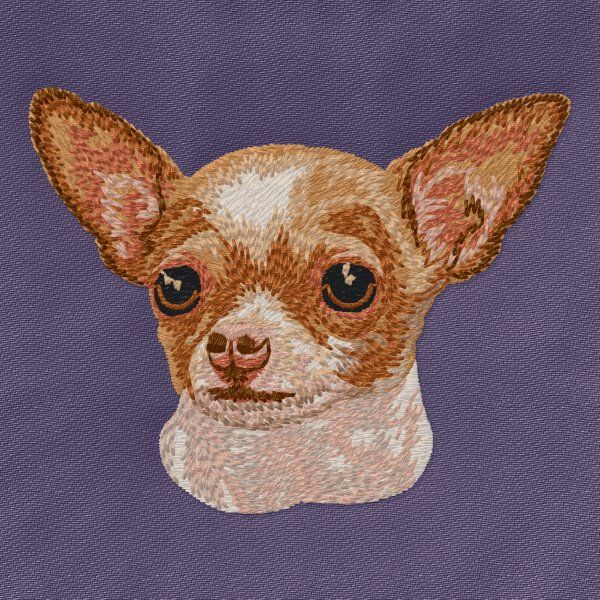 Chihuahua 17