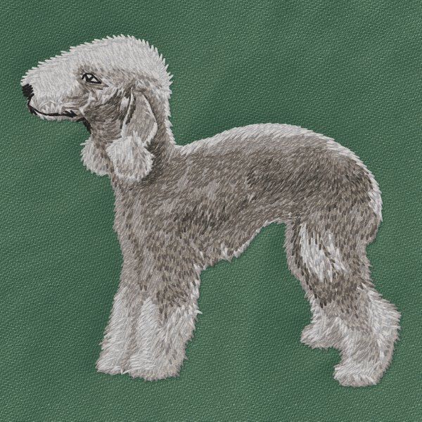 Bedlington Terrier 2
