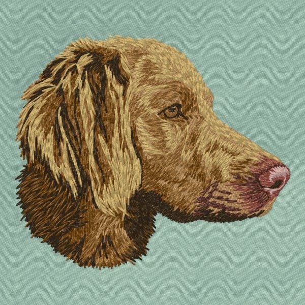 Weimaraner 4