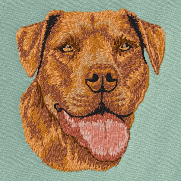 American Pit Bull Terrier 3