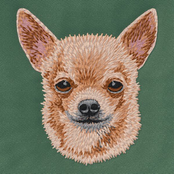 Chihuahua 13