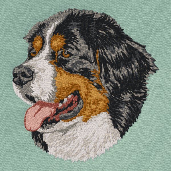 Berner Sennenhund 8