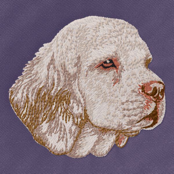 Clumber Spaniel 2