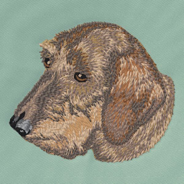 Dachshund 14
