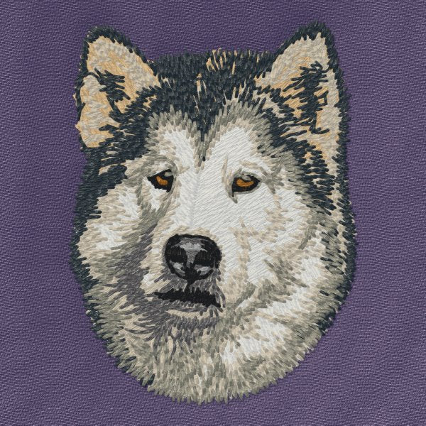 Alaskan Malamute 6