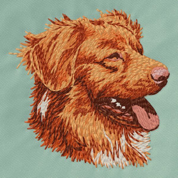 Nova Scotia Duck Tolling Retriever 5