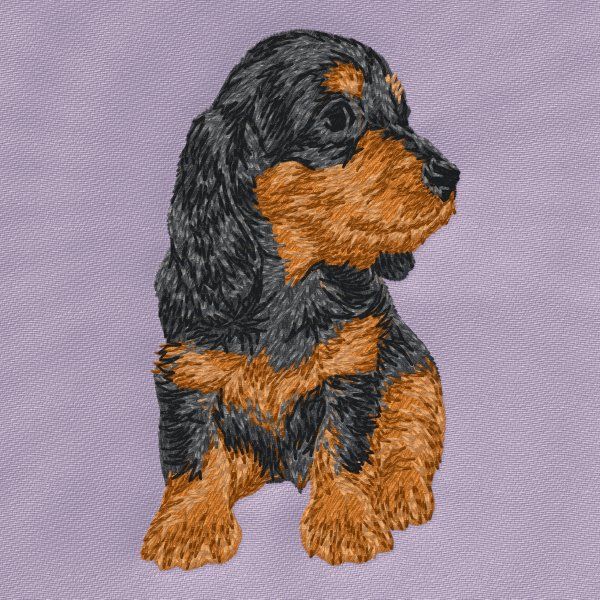 Dachshund 12