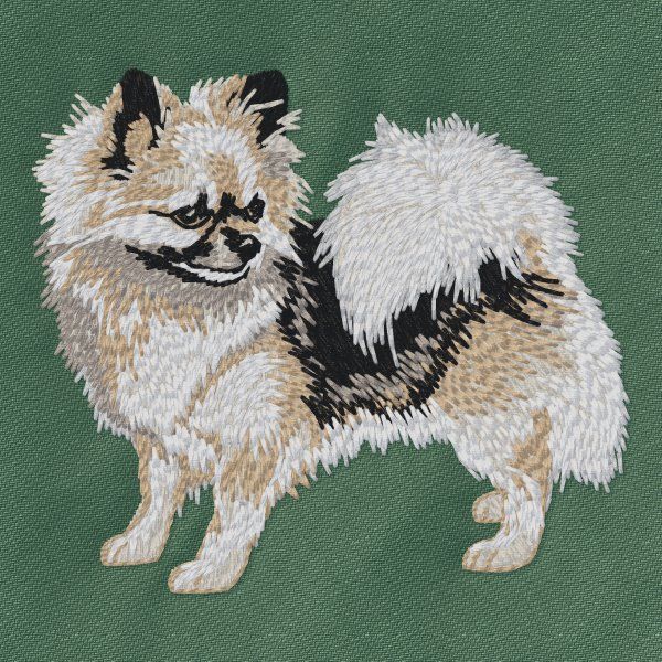Chihuahua 10