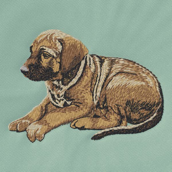 Rhodesian Ridgeback 3