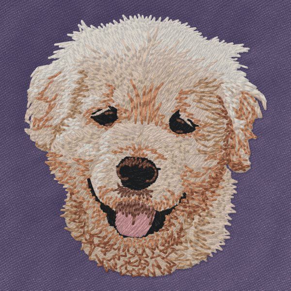 Golden Retriever 9