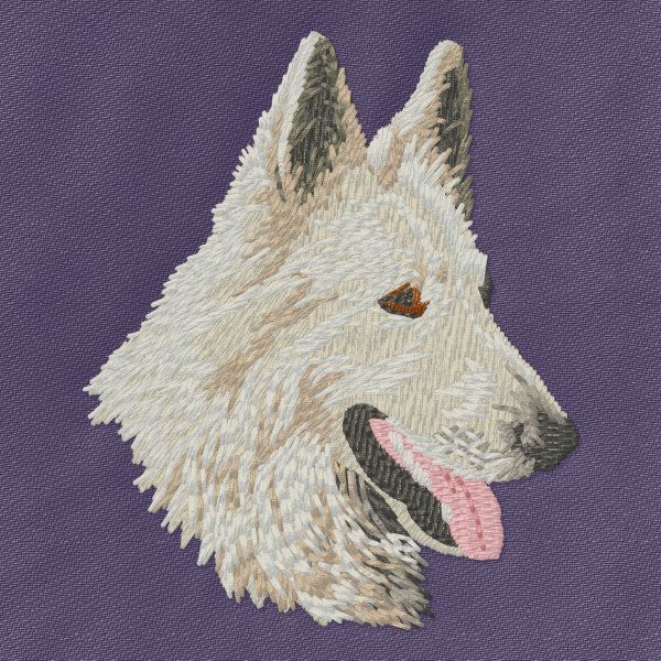 Schweizer Schäferhund 1