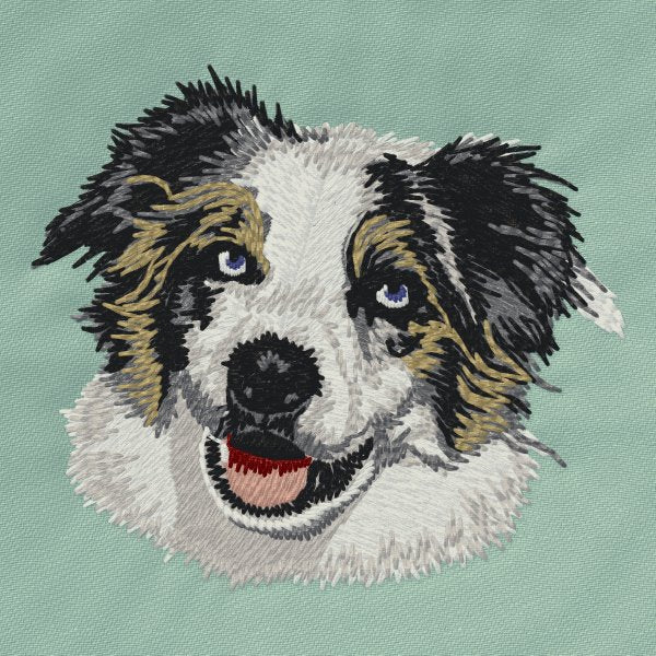 Australian Shepherd 5
