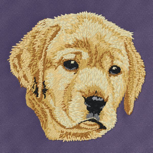 Labrador Retriever 17