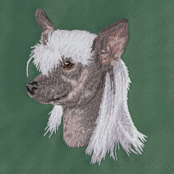 Chinesischer Schopfhund 4