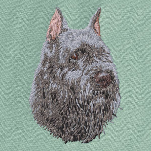 Bouvier des Flandres 2