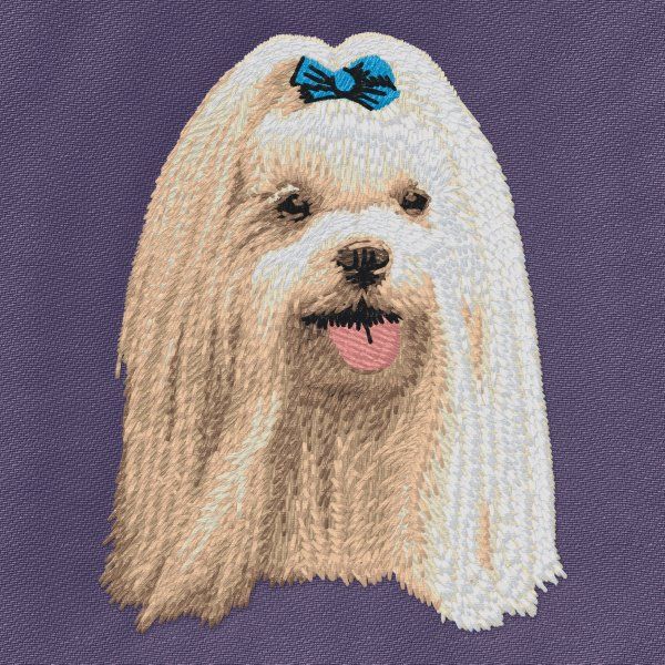 Maltese 4