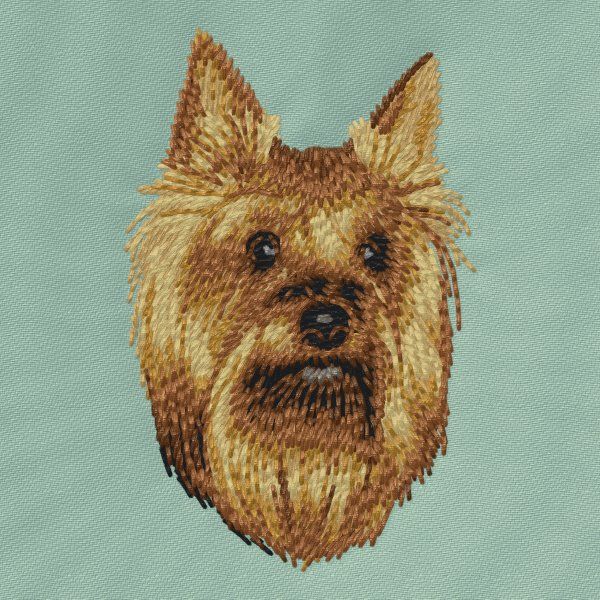 Yorkshire Terrier 10