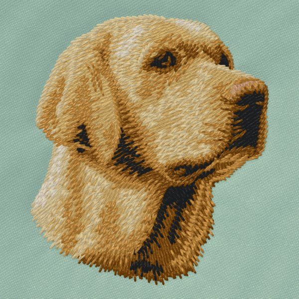 Labrador Retriever 15