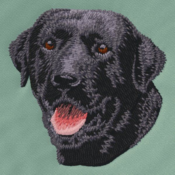 Labrador Retriever 14