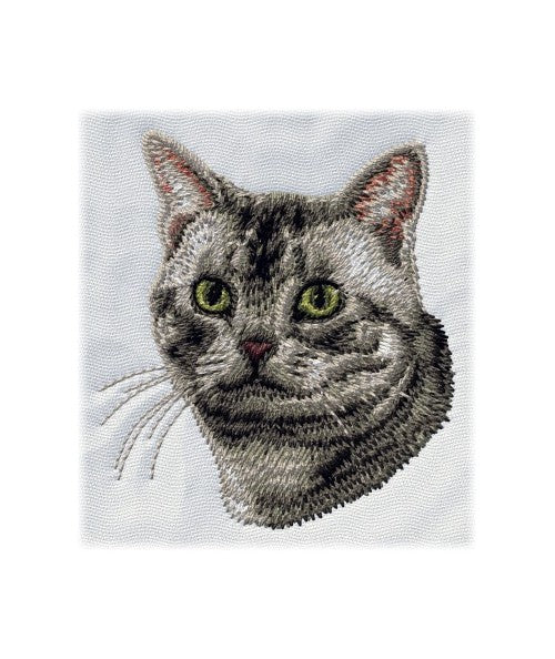 American shorthair