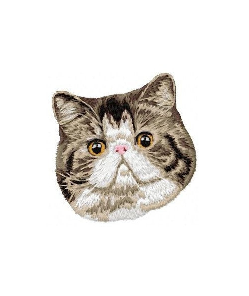 Exotic Shorthair