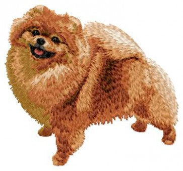Pomeranian 4