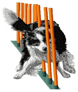 Border kolie - Agility 5