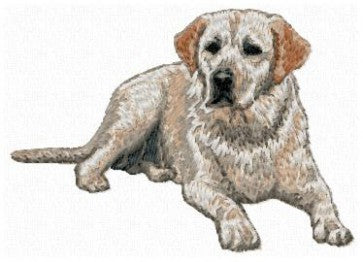 Labrador Retriever 5